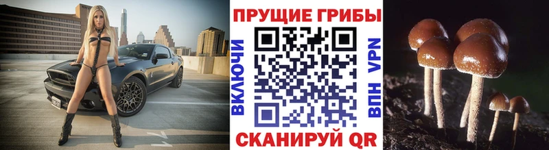 Псилоцибиновые грибы мицелий  магазин  наркотиков  Новоаннинский 